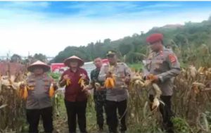 Wakil Bupati bersama Kapolres Bangkep Hadiri Panen Raya Jagung Serentak Kuartal II