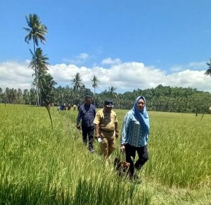 Kekeringan Ancam 70 Hektar Sawah di Tinangkung Selatan, Komisi III DPRD Bangkep Turun Langsung ke Lokasi